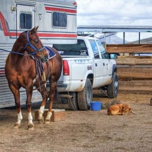 Reversing Camera System for Horses Trailers & Floats